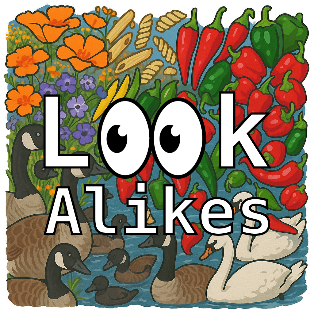 LookAlikes