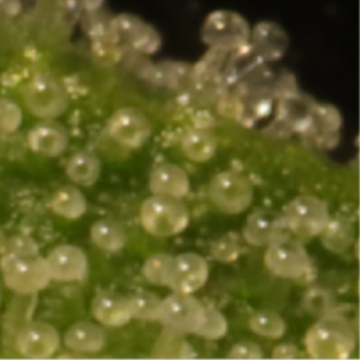 Computer Vision-Based Assessment of THC Content in Flower Tissue of Cannabis sativa L.